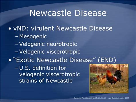 what is newcastle disease